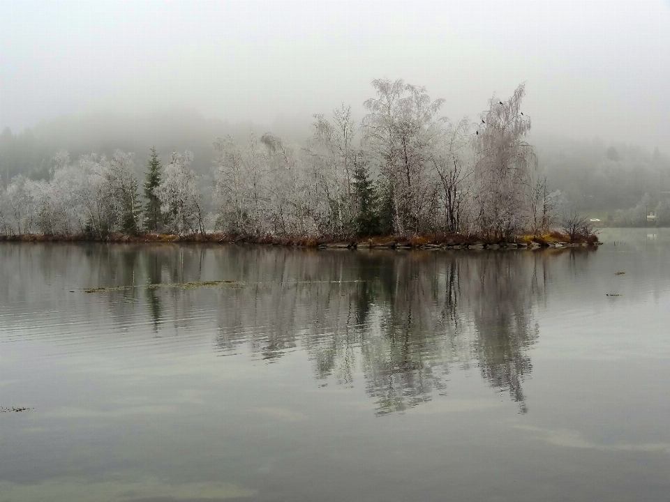 Landschaft baum wasser natur