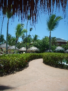 Beach tree path palm Photo