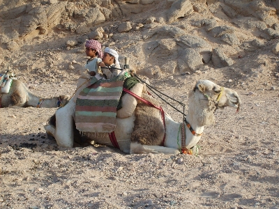 Sand mountain desert camel Photo