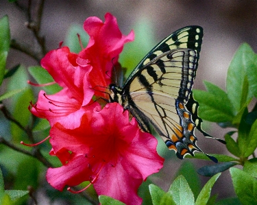 Blossom plant flower insect Photo