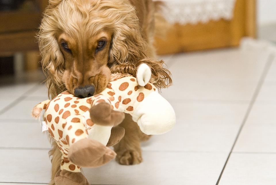 Jeu chiot chien mammifère