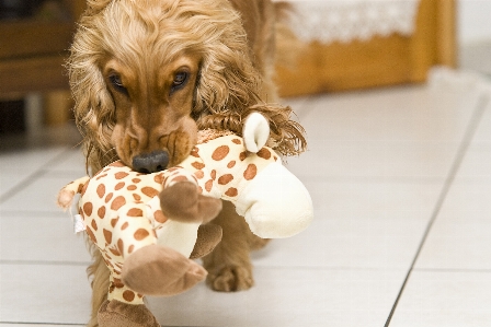 Game puppy dog mammal Photo