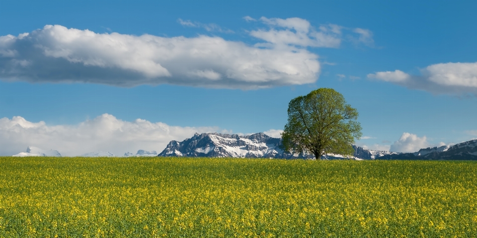 Paysage arbre nature herbe