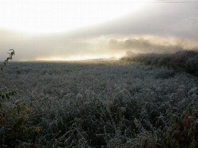 風景 木 自然 森 写真