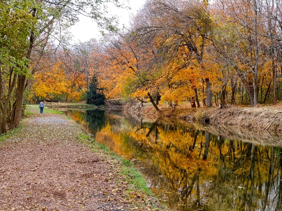 Krajobraz drzewo woda natura