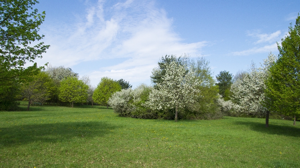 Paisagem árvore grama plantar