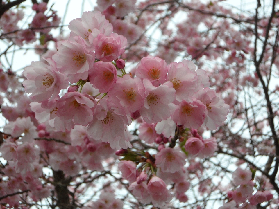 Baum zweig blüte anlage