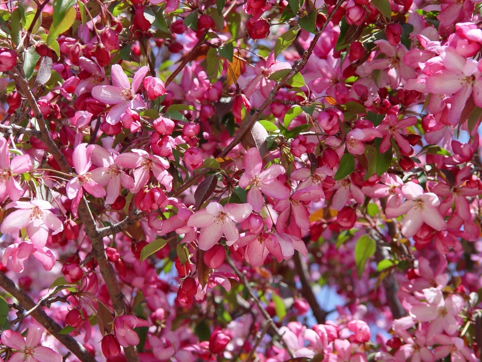 Apple tree branch blossom