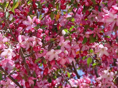 Apple tree branch blossom Photo