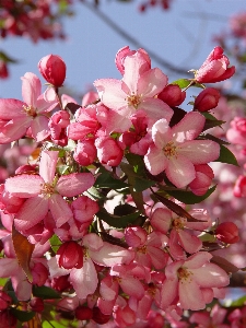 Apple branch blossom plant Photo