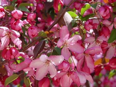 Apple tree nature branch Photo