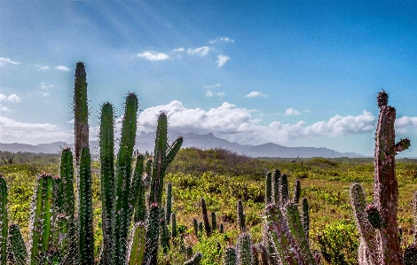 Foto Paisagem árvore natureza grama