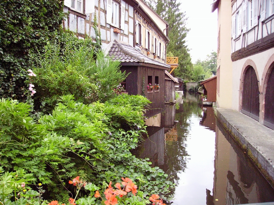 Fiore città fiume canale
