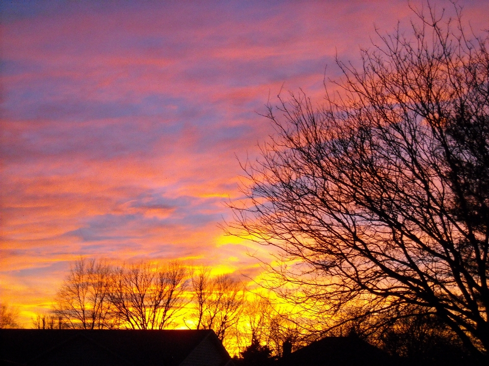 Arbre nature bifurquer silhouette