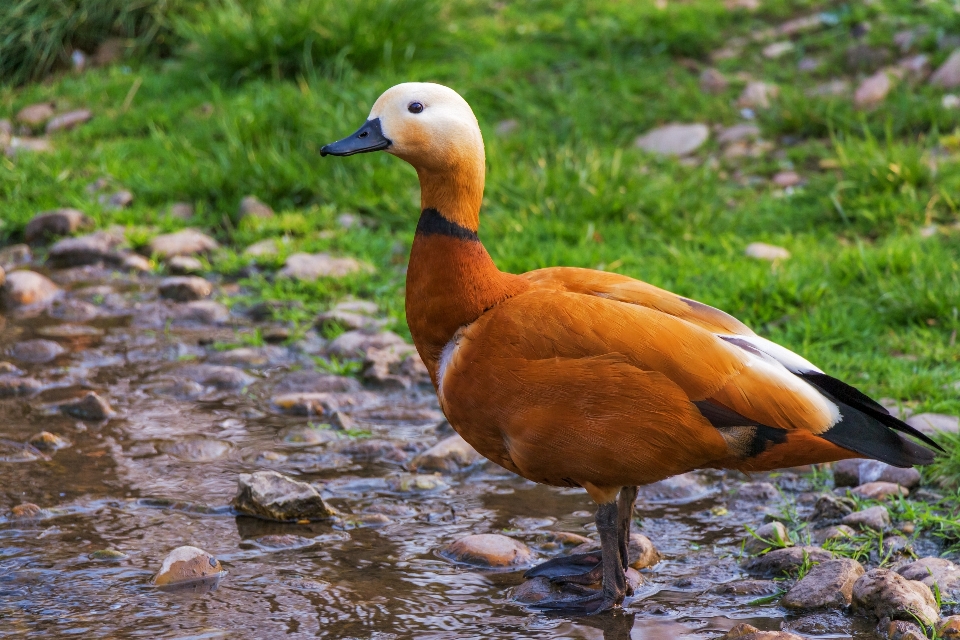 Natur vogel tierwelt schnabel