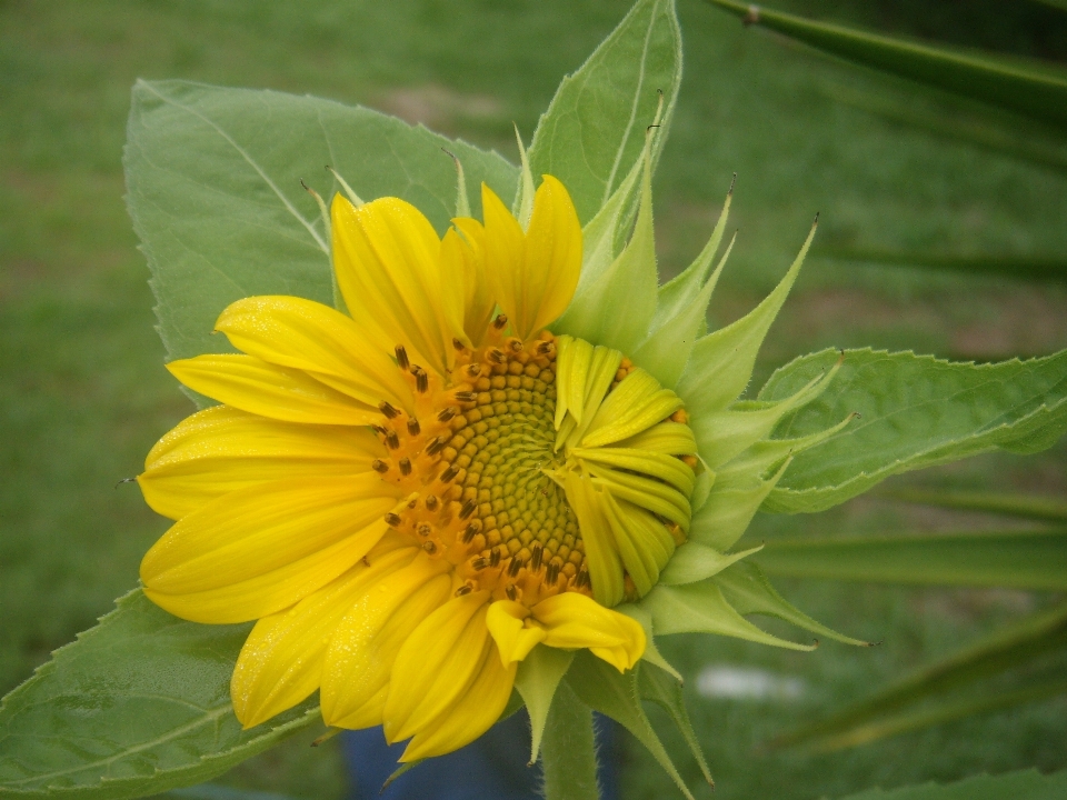 Naturaleza crecimiento planta sol