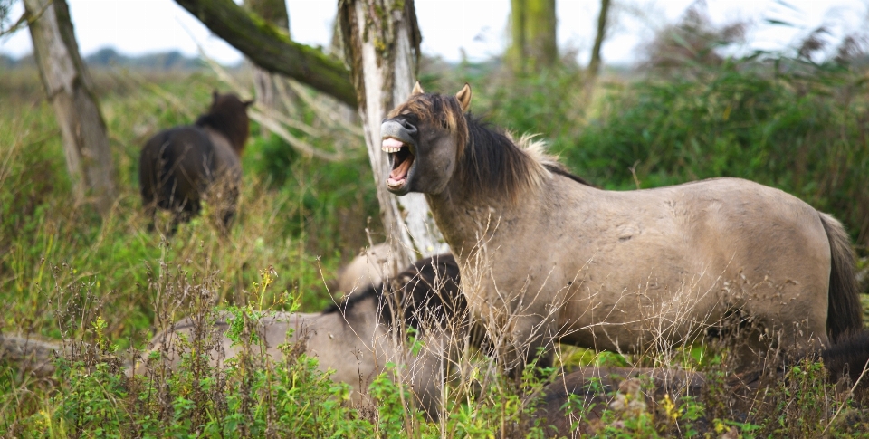 Natura animali selvatici gregge pascolo
