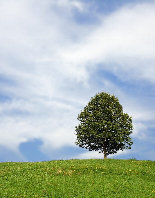 Landscape tree nature grass