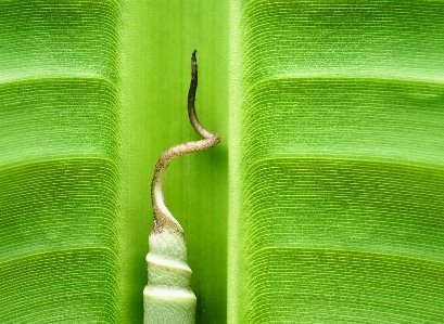 草 ブランチ 植物 葉 写真