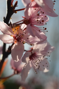 Branch blossom plant flower Photo