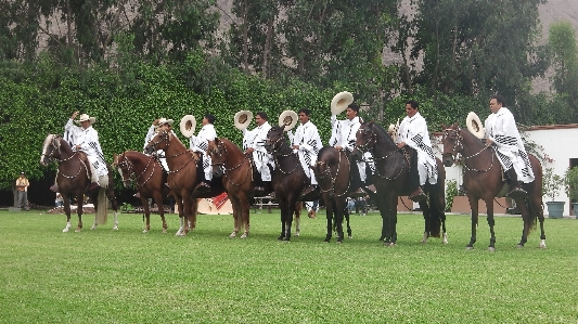 Restaurant horse peru horses Photo