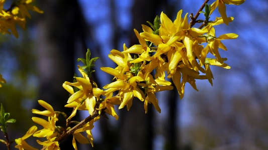 Tree nature branch blossom Photo