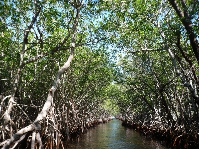 Tree forest marsh swamp Photo