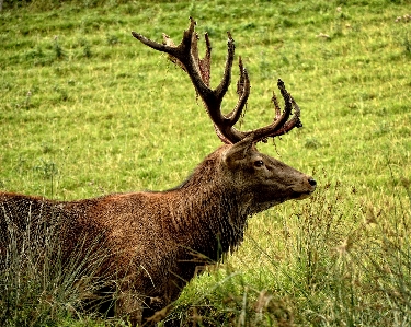 Nature forest prairie animal Photo