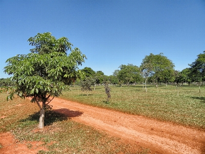 Landscape tree nature path Photo