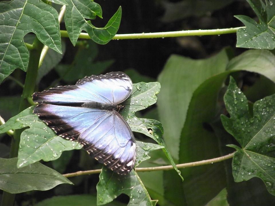 Natureza ar livre asa folha