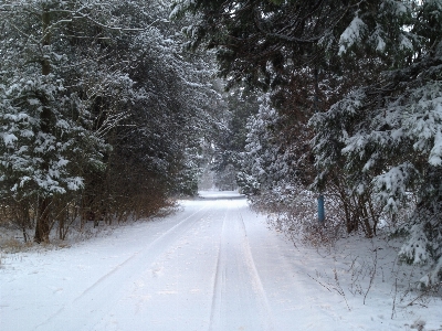 Tree nature forest snow Photo