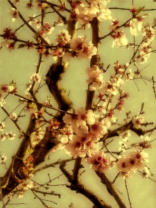 Tree nature branch blossom Photo