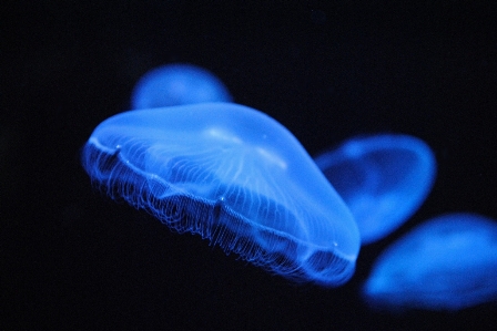 花弁 生物学 クラゲ 青 写真