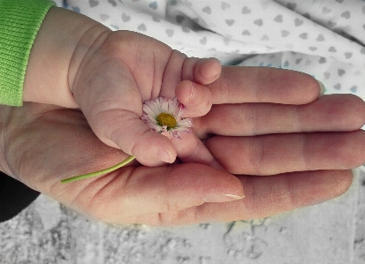 Hand plant woman flower Photo