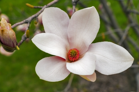 Nature blossom plant wood Photo