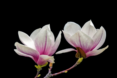 Nature blossom plant wood Photo