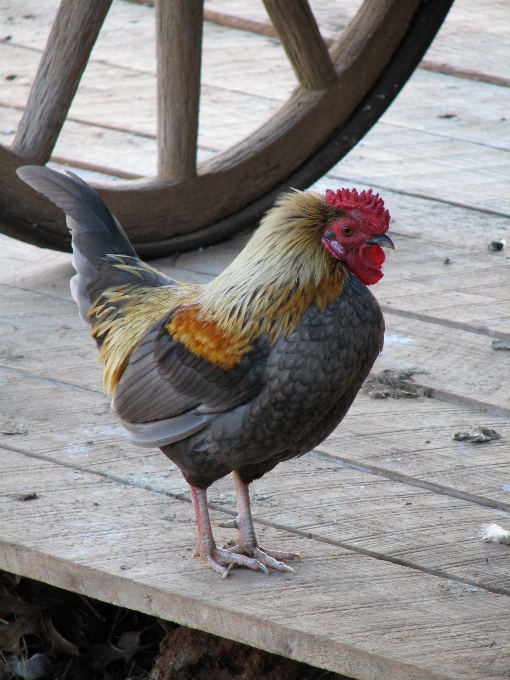 Oiseau aile le bec poulet