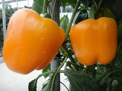 Foto Planta fruta flor alimento