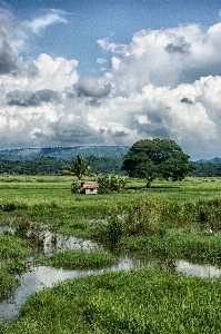 Landscape tree water nature Photo