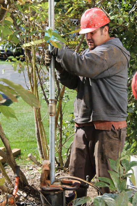 Laboral árbol selva equipo