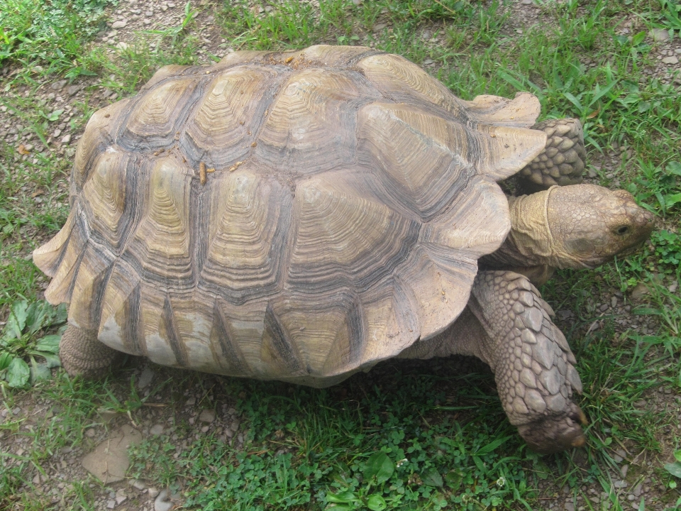 Natur wildnis
 tier tierwelt