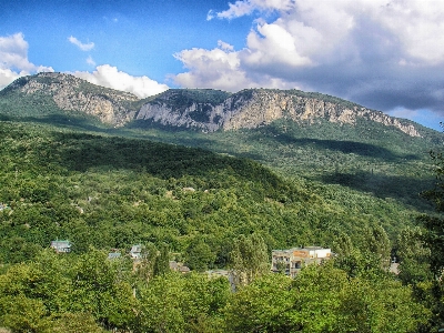 風景 木 自然 森 写真