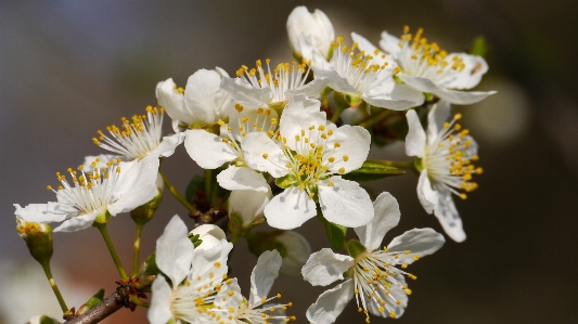 自然 ブランチ 花 植物 写真