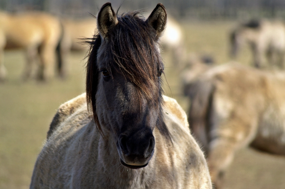 Fauna silvestre rebaño pastar
 caballo