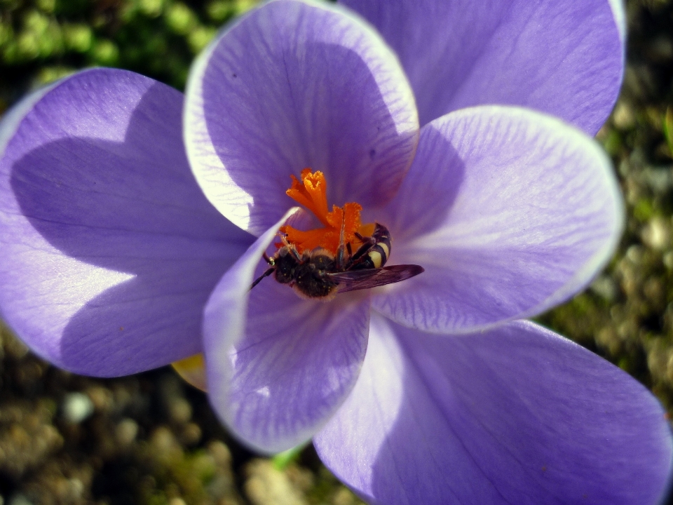 Natura fiore pianta viola