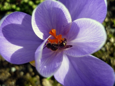 Nature blossom plant flower Photo