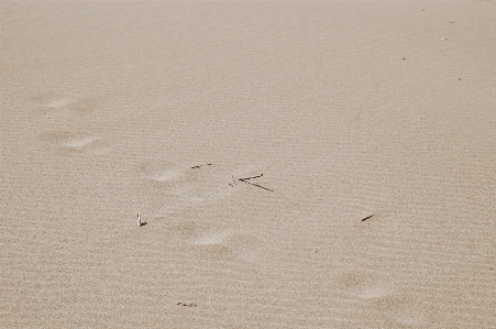 Photo Nature sable aile bois