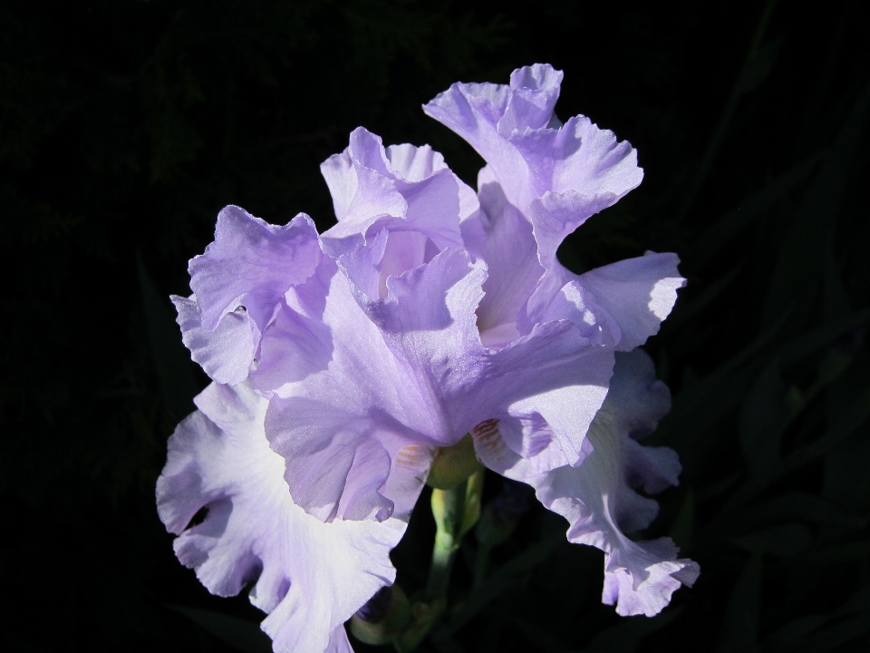 Blüte anlage stengel blatt