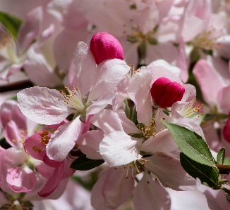 Branch blossom plant fruit Photo