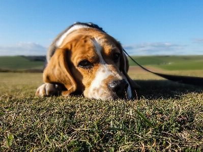 Foto Cachorro animal bonitinho bicho de estimação